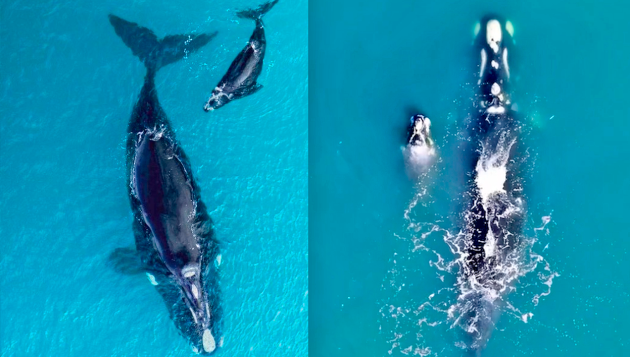 /tendencias/animales/franca-austral-la-ballena-y-su-cria-que-se-dejaron-ver-en-el-mar-de