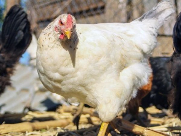 SAG confirmó primer caso de influenza aviar en La Araucanía y refuerza vigilancia